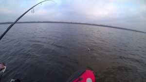 Спиннинг Ronin Rush - Super Sonic 802M. Осенний окунь.