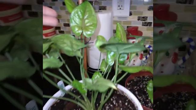 Mi Colección De Singonios 😍