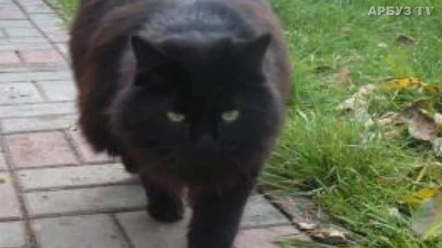 У КОШКИ КАЖДУЮ НОЧЬ ПРОПАДАЛО ПО ОДНОМУ КОТЕНКУ смотреть онлайн