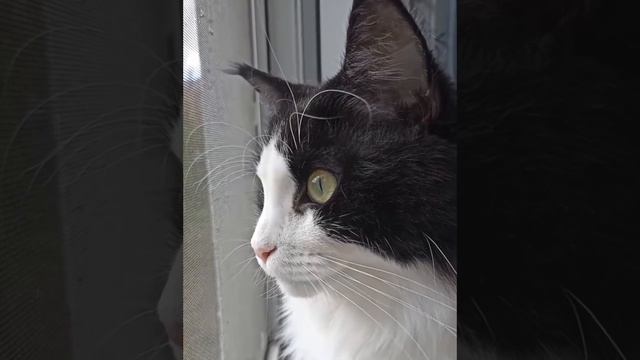 Зачем в квартире нужен кот? смотреть онлайн