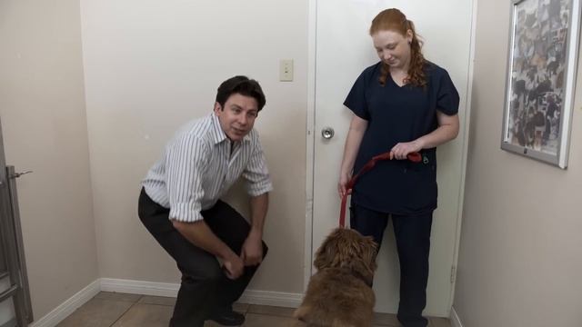 How-to approach a dog you don't know смотреть онлайн