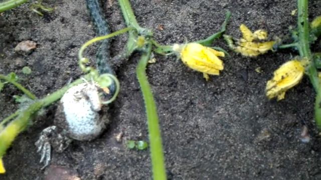 Змея ест лягушку! смотреть онлайн