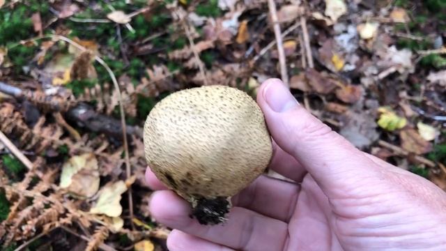 Fungi earth balls смотреть онлайн