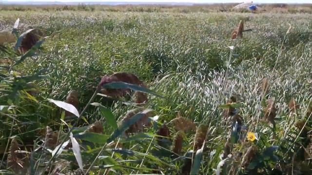 Вылов рака 2022 на прудах "Ростов-Лобстер" смотреть онлайн