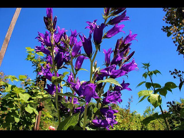 Колокольчик синий широколистный смотреть онлайн