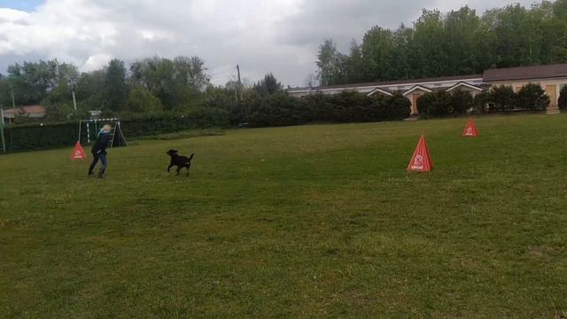 Simba VAN HOF TER CAMMEN ( 10 m,Arkan vom Ckeckpoint Charlie& Jess Sur la Voie de la Reconnaissance смотреть онлайн