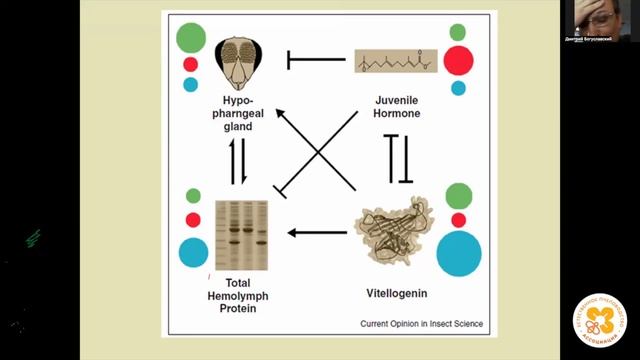 Апиология. Биология зимовки пчёл смотреть онлайн