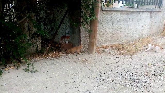 Котята-кузнечики обследуют новые территории. Счастливая пора - детство!) смотреть онлайн