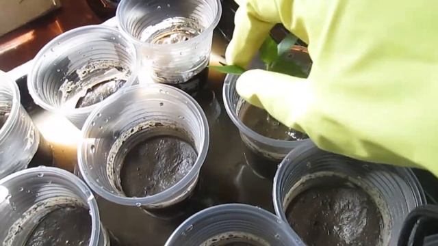 ПИКИРОВАНИЕ ДЛЯ ЗАНЯТЫХ ХОЗЯЕК/ БЫСТРАЯ и ПРАВИЛЬНАЯ пикировка перца! Пошаговая инструкция! смотреть онлайн