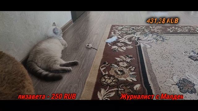 стрим 21.05.2023. отвечаем на вопросики дома )) #котдальнобой смотреть онлайн