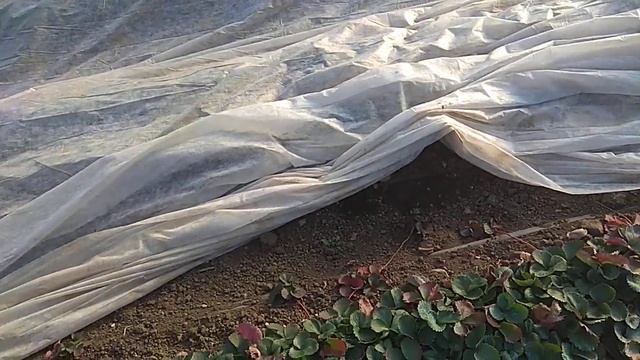 Бугры на клубнике, огромный минус. смотреть онлайн