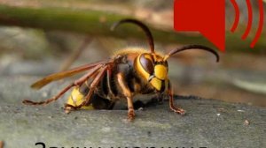 Звуки шершня