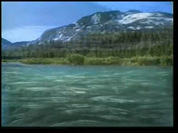 Удивительные создания. Лосось.