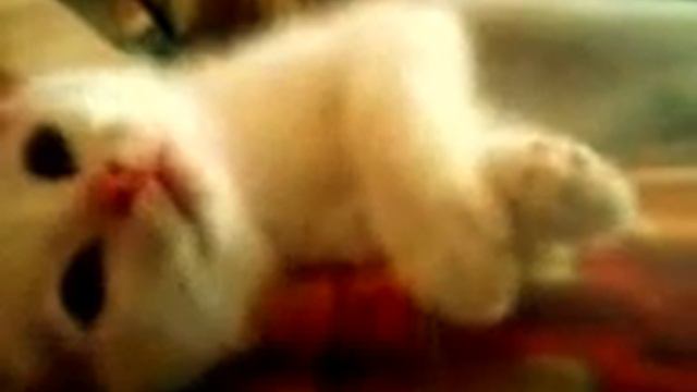 моё домашнее животное смотреть онлайн