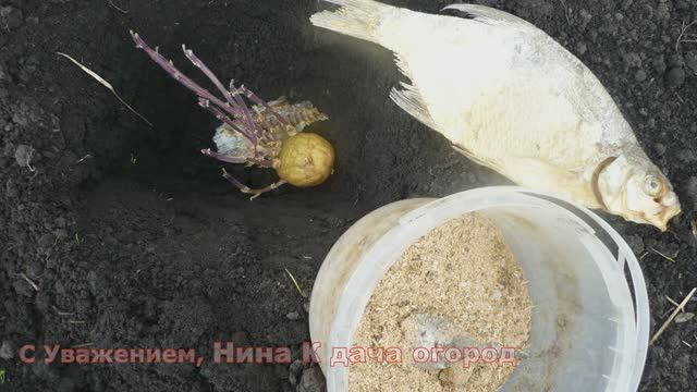 КАРТОШКУ БУДЕТ НЕ КУДА ДЕВАТЬ! ЧТО ДОБАВИТЬ В ЛУНКУ ПРИ ПОСАДКЕ 😜КАК ПРАВИЛЬНО САЖАТЬ КАРТОШКУ ВИДЕ смотреть онлайн