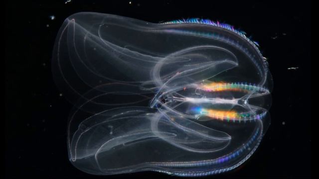 Facts: The Warty Comb Jelly (Sea Walnut) смотреть онлайн