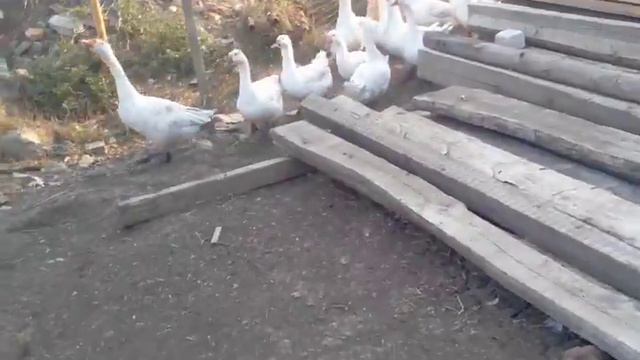 Птичий двор хутор Привольный