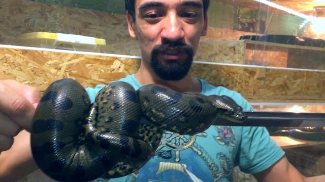 Наши гигантские анаконды подросли. Кусаются еще больнее смотреть онлайн