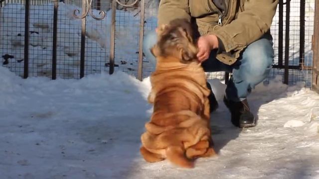 Щенок шарпея питомник Санрайс Брис - продается смотреть онлайн