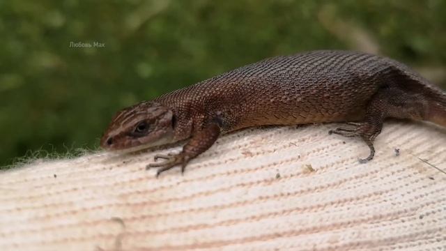 На даче живёт ящерица смотреть онлайн