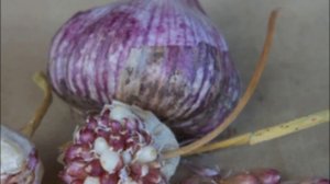 Посадка ярового чеснока весной