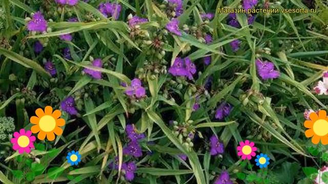 Традесканция андерсона Изис. Краткий обзор, описание характеристик Tradescantia Isis