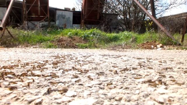 * наступление * - гусеницы походного шелкопряда смотреть онлайн