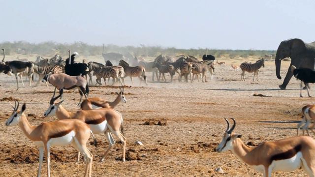 14. ФІНАЛ. Сюїта "Карнавал тварин" Каміль Сен-Санс смотреть онлайн