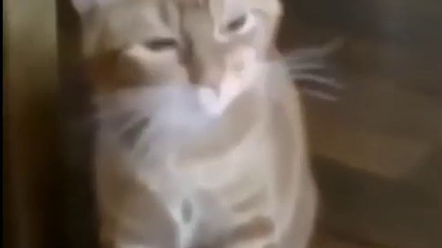кот чихнул 3 раза смотреть онлайн