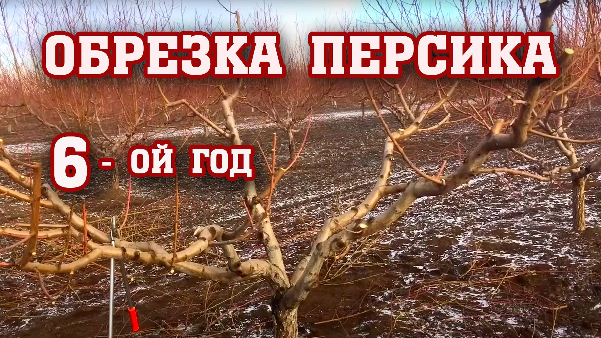 Правильная ОБРЕЗКА ПЕРСИКА ⧸ 6-год после посадки⧸опытный участок смотреть онлайн