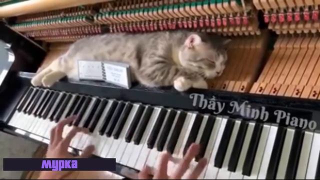 ПЕСНЯ   Мурка, ты мой Мурёночек