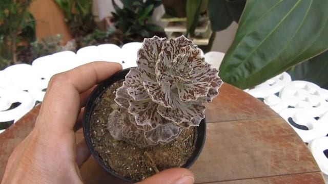 #Suculentadodia! | Kalanchoe Rhombopilosa
