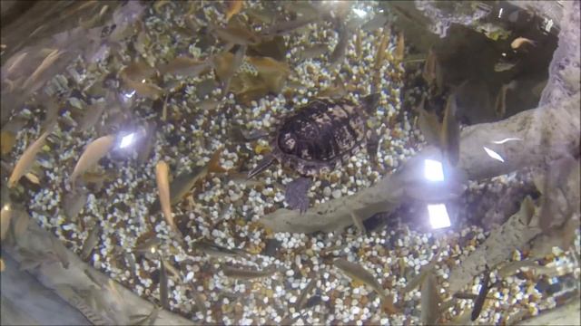 Sharks Dubai Aquarium Underwater Zoo | India Favourite Dubai Mall смотреть онлайн