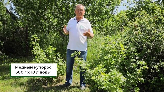 Как ИЗБАВИТЬСЯ от ржавчины на смородине? Лечим желтые пятна на листьях смородины смотреть онлайн