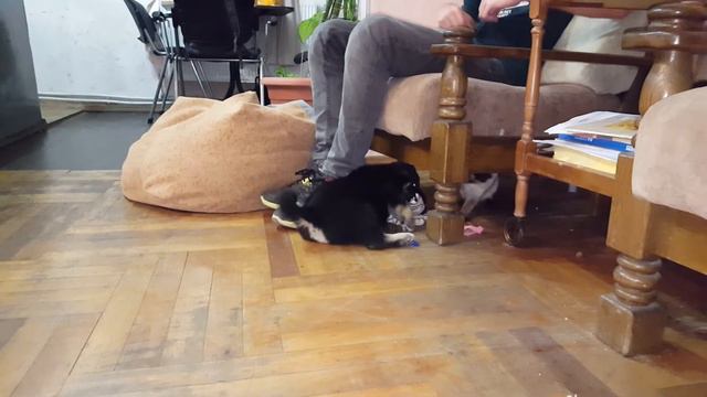 German Shepherd meets Cat for first time #2 / Сиамская кошка и Немецкая овчарка #2 смотреть онлайн
