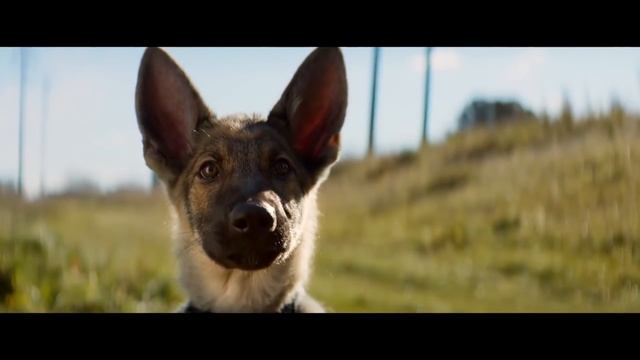 Собачья жизнь - Все что вы не знали о фильме от создателя Хатико смотреть онлайн