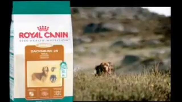 Royal Canin Dachshund смотреть онлайн