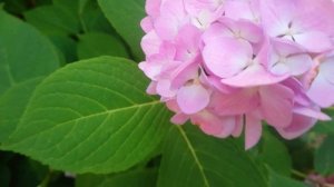 Гортензия Вечное лето. Выращивание и уход.