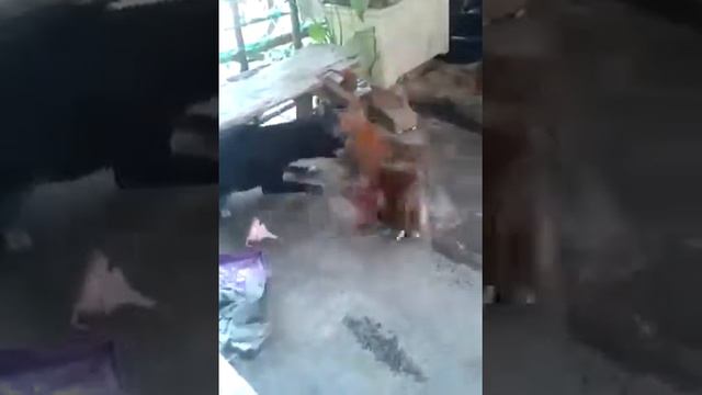 Пёс и петух