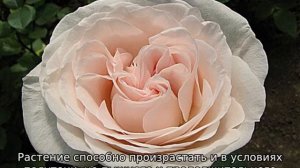 Роза Принц Жардиньер