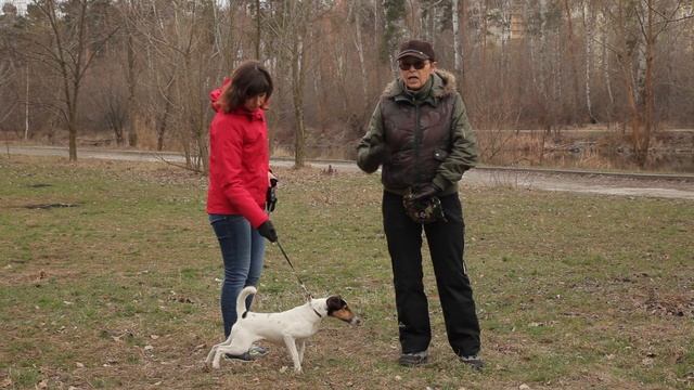 Охотничьи собаки. 17 серия. Гладкошёрстный фокстерьер смотреть онлайн