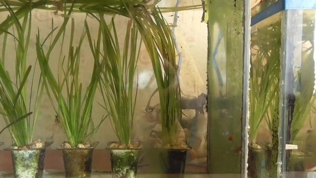 Геннадий Горин посадил водоросли в аквариум и запустил своих рыбок гуппи смотреть онлайн