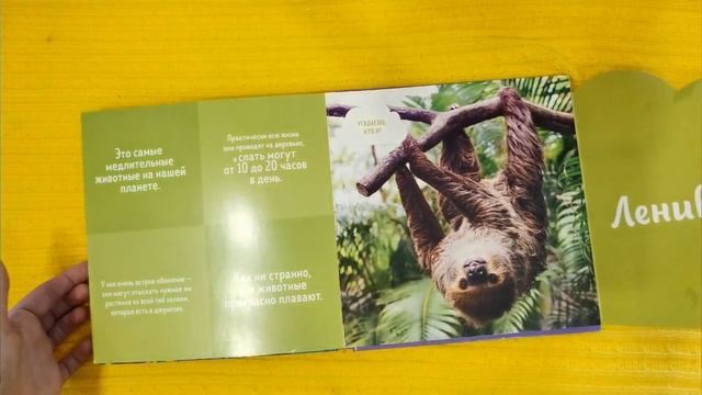 Все наши книги с окошками. Большая подборка.