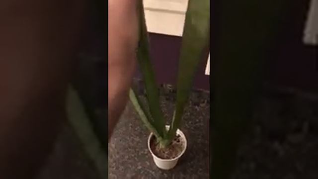 Curling leaves snake plant sansevieria curled leaves смотреть онлайн