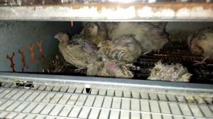 Как собирать яйца перепелов для инкубации?