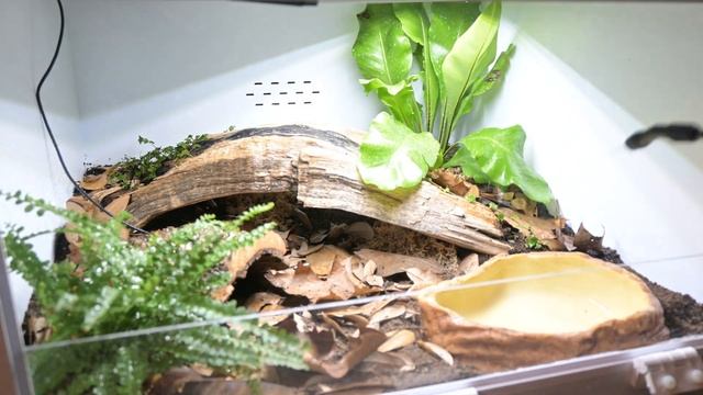 Complete Cane Toad Care Guide | the best pet amphibian? toad care guide смотреть онлайн