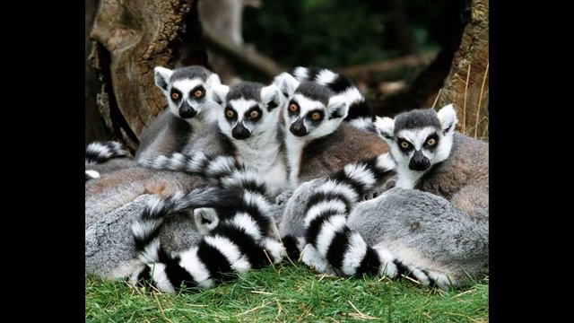 Животные / Берегите животных!! смотреть онлайн