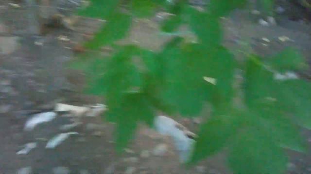 Где Рыжулька прячет деток??? смотреть онлайн