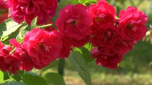 Украсить двор своими руками