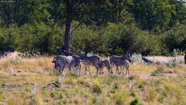 4K African Wildlife: Mana Pools National Park, Zimbabwe - Scenic Wildlife Film With African Music смотреть онлайн